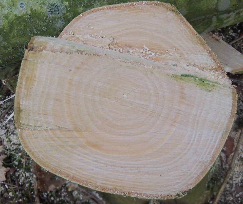 Hazel Pear Wood