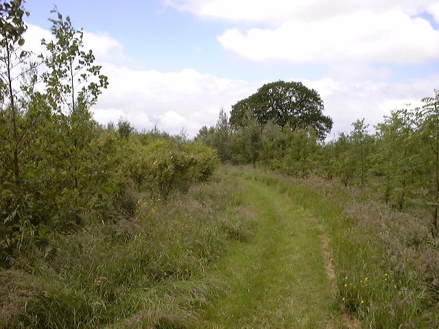 Hazel Pear Wood