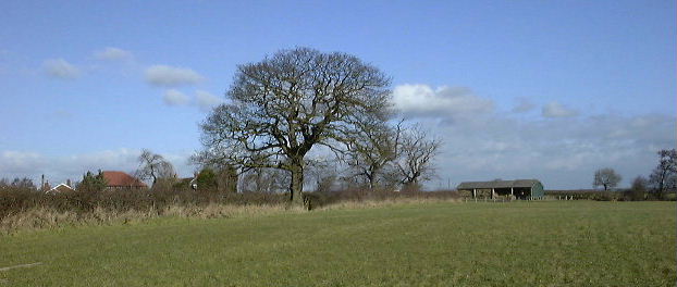 Hazel Pear Wood