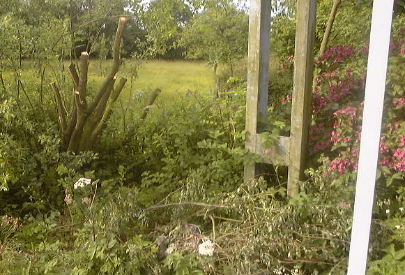 Debris from the felling operation crushing the flowebeds maintained by Acton Bridge WI