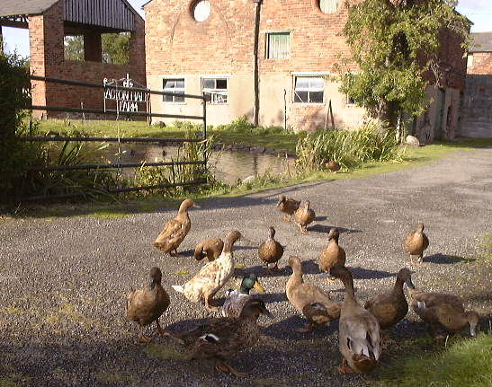 Ducks