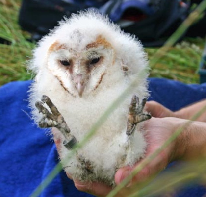 Owls