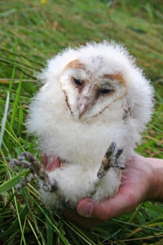 Owls