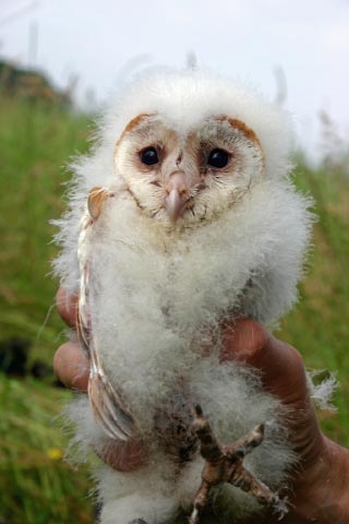 Owls