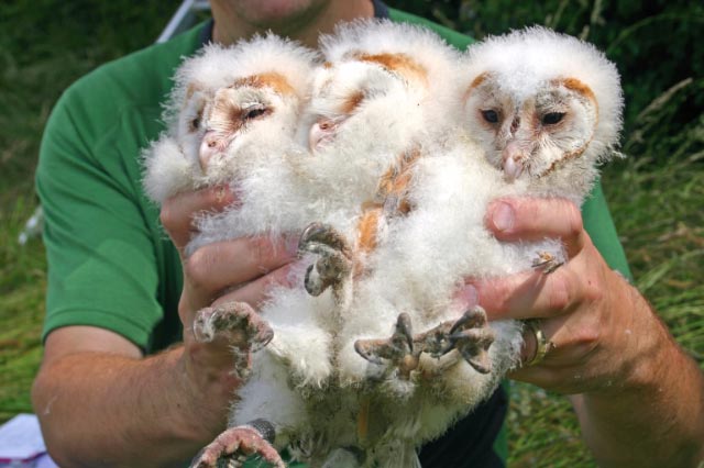 Owls