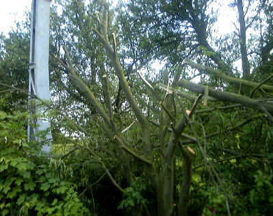 Debris from the felling operation left to rot on the platform