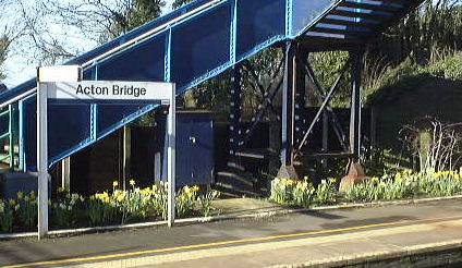 Daffodils in the Spring